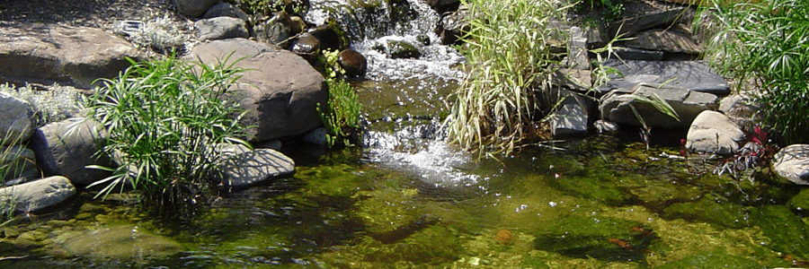 Beautiful fish pond ecosystem using Pond Armor sealant for a self-sustaining setup.