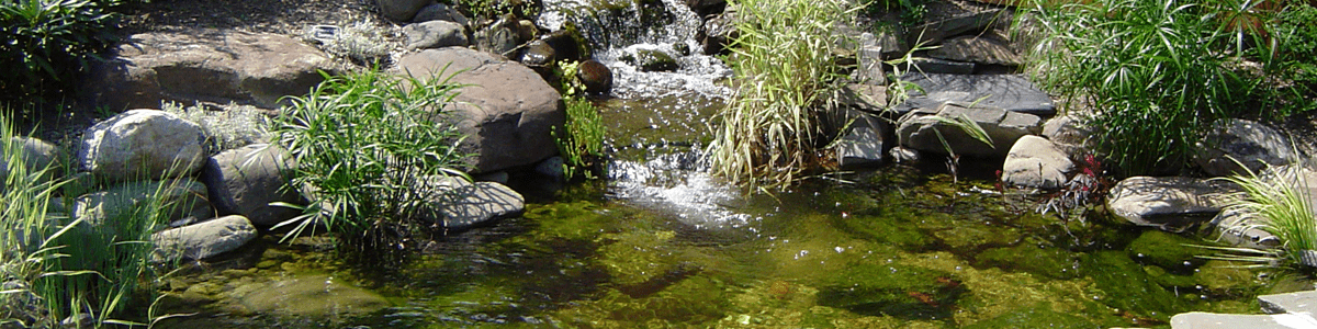Beautiful fish pond ecosystem using Pond Armor sealant for a self-sustaining setup.