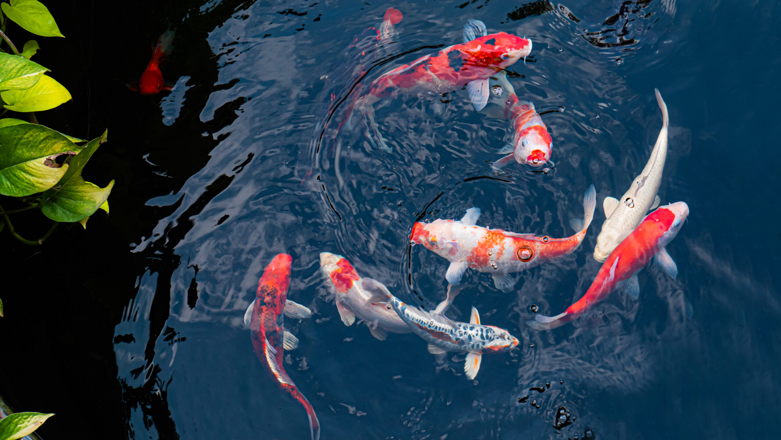 Colorful fancy Koi fish swimming safely in a black pond coated with fish-safe Pond Shield epoxy.