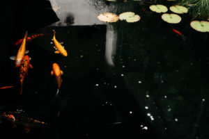 Several colorful orange and white koi fish swimming in a clear backyard pond with lily pads.